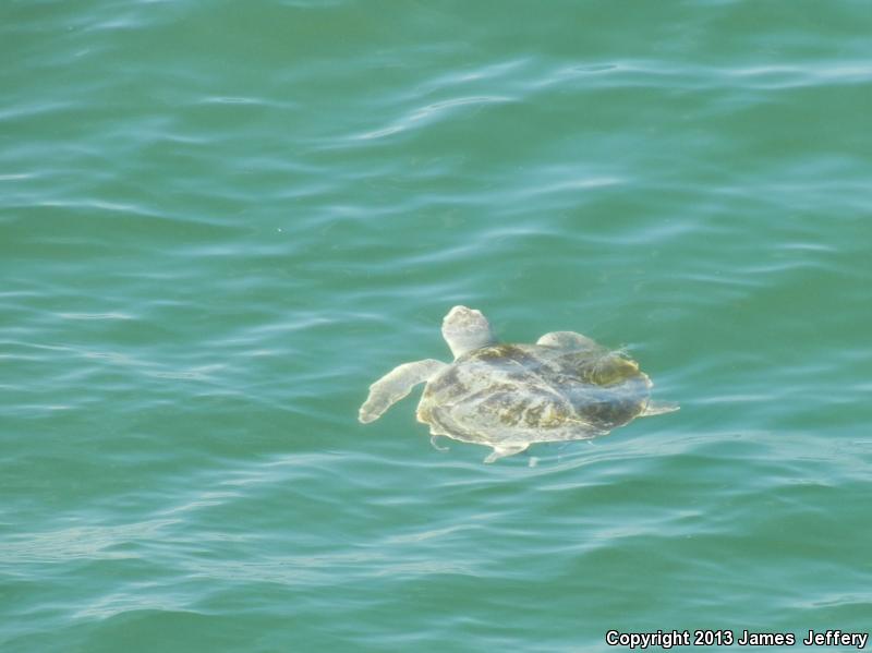 Kemp's Ridley Sea Turtle (Lepidochelys kempii)