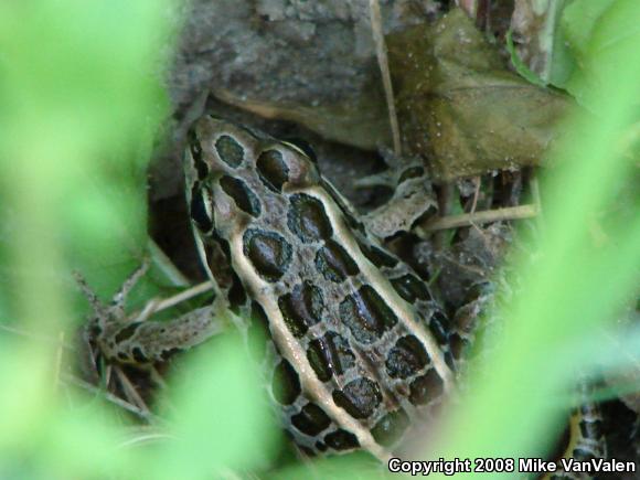 Pickerel Frog (Lithobates palustris)