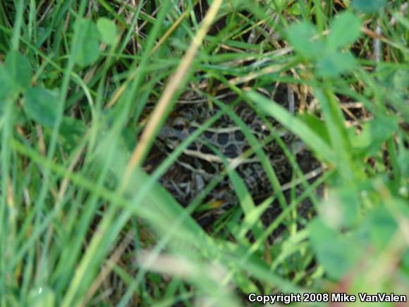 Pickerel Frog (Lithobates palustris)