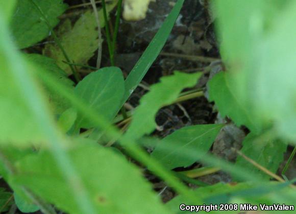 Pickerel Frog (Lithobates palustris)