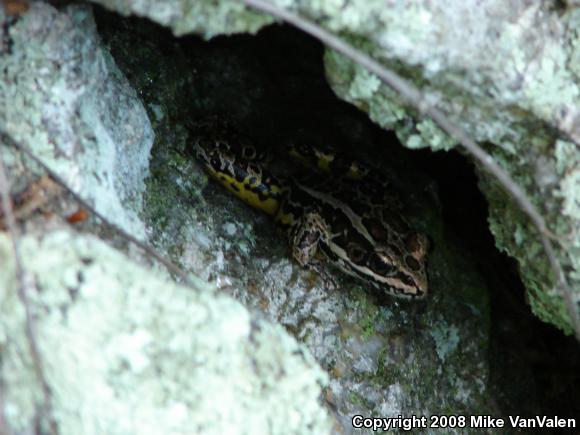 Pickerel Frog (Lithobates palustris)