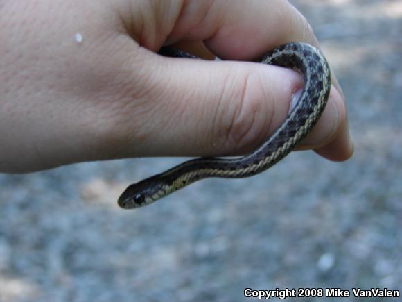 Eastern Gartersnake (Thamnophis sirtalis sirtalis)