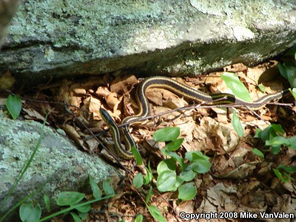 Eastern Gartersnake (Thamnophis sirtalis sirtalis)