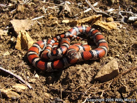 Red Milksnake (Lampropeltis triangulum syspila)