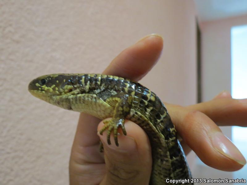 Transvolcanic Alligator Lizard (Barisia imbricata)