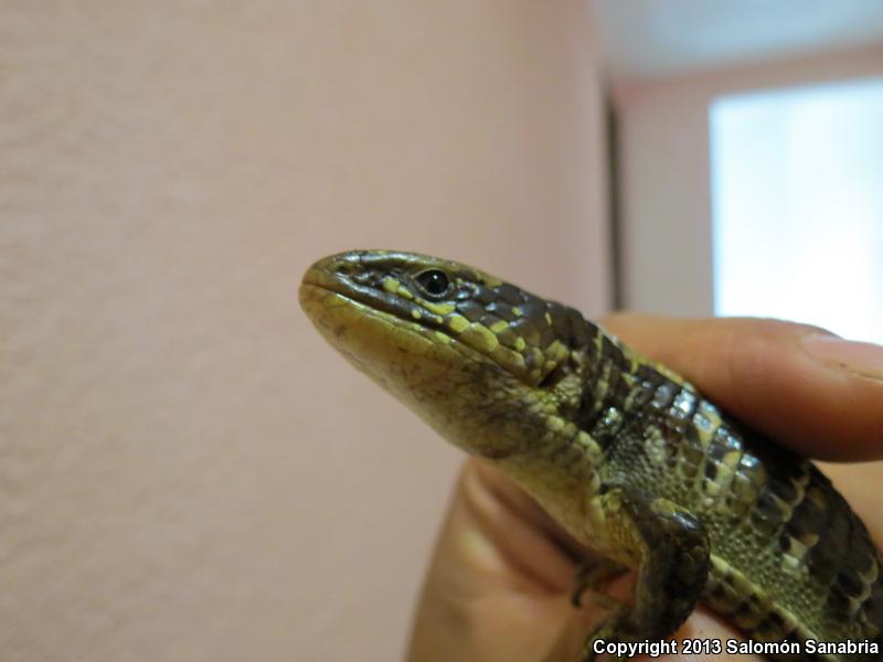 Transvolcanic Alligator Lizard (Barisia imbricata)