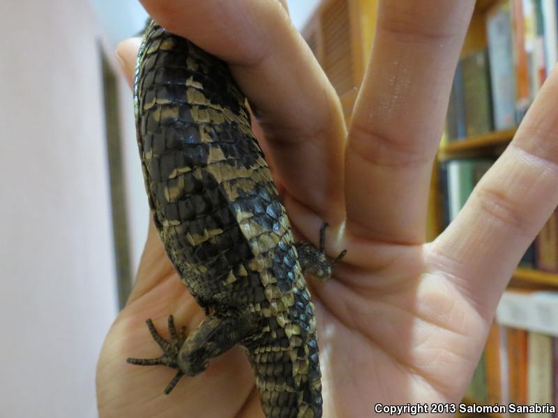 Transvolcanic Alligator Lizard (Barisia imbricata)