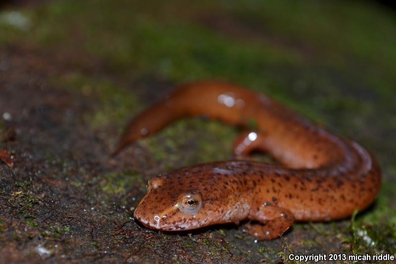 Carolina Spring Salamander (Gyrinophilus porphyriticus dunni)