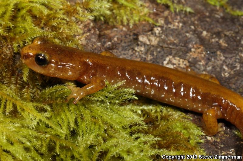 Van Dyke's Salamander (Plethodon vandykei)