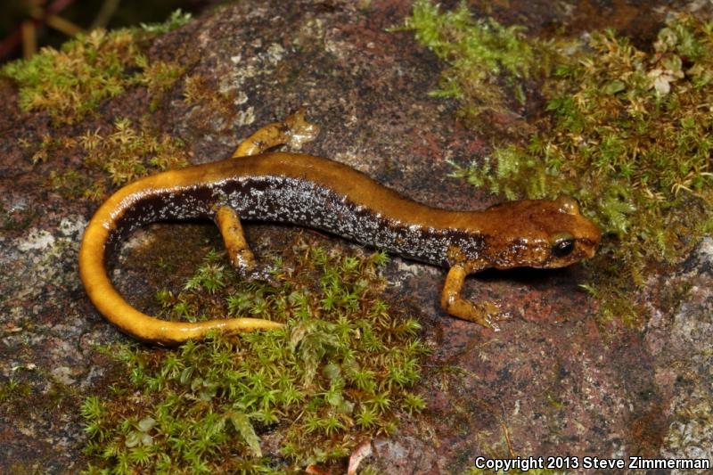 Van Dyke's Salamander (Plethodon vandykei)