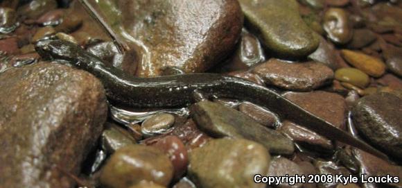 Northern Dusky Salamander (Desmognathus fuscus)