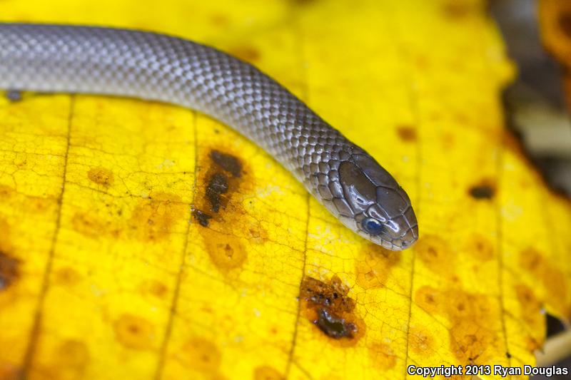 Western Smooth Earthsnake (Virginia valeriae elegans)