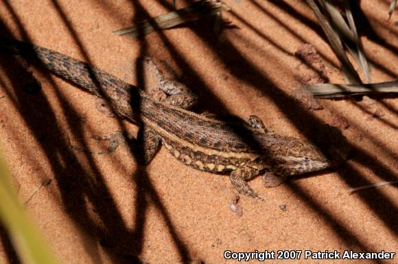 Common Side-blotched Lizard (Uta stansburiana)