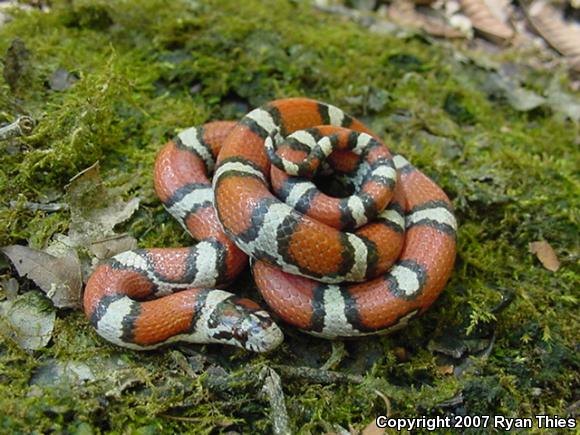 Red Milksnake (Lampropeltis triangulum syspila)