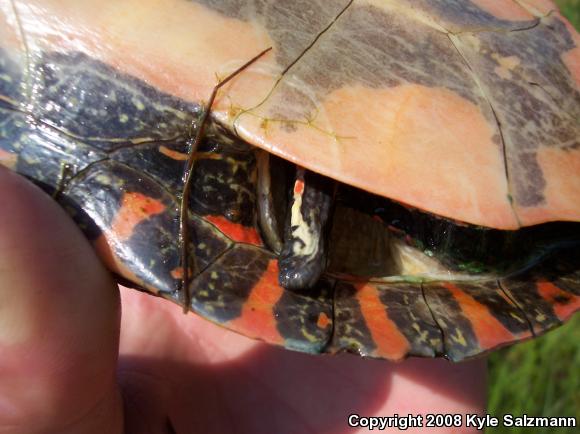 Western Painted Turtle (Chrysemys picta bellii)