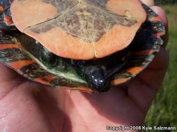 Western Painted Turtle (Chrysemys picta bellii)