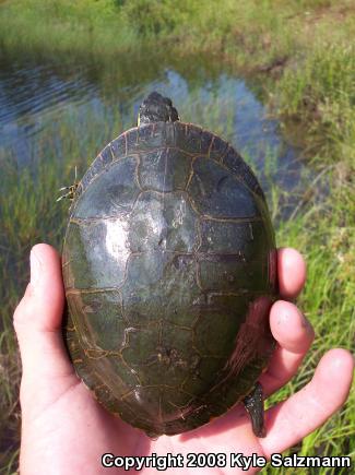 Western Painted Turtle (Chrysemys picta bellii)