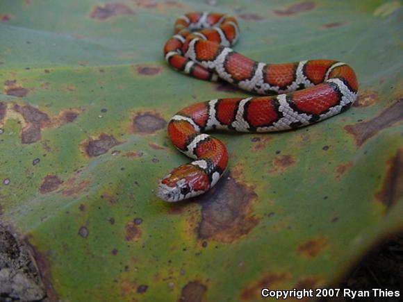 Red Milksnake (Lampropeltis triangulum syspila)