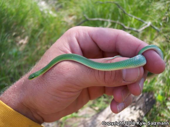 Smooth Greensnake (Opheodrys vernalis)