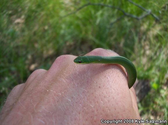 Smooth Greensnake (Opheodrys vernalis)