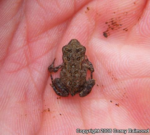 Eastern American Toad (Anaxyrus americanus americanus)