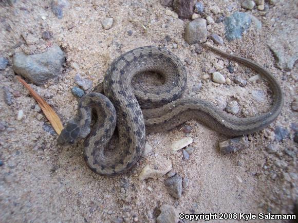 Texas Brownsnake (Storeria dekayi texana)