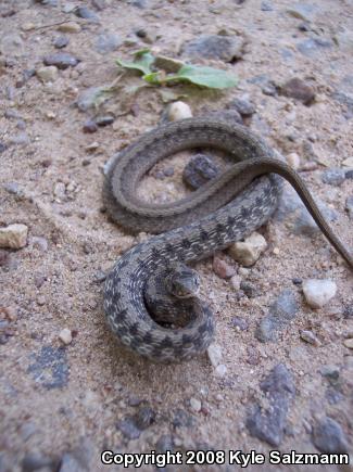 Texas Brownsnake (Storeria dekayi texana)