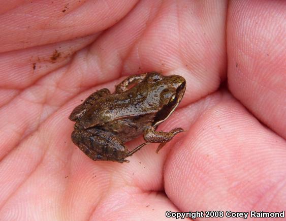 Wood Frog (Lithobates sylvaticus)