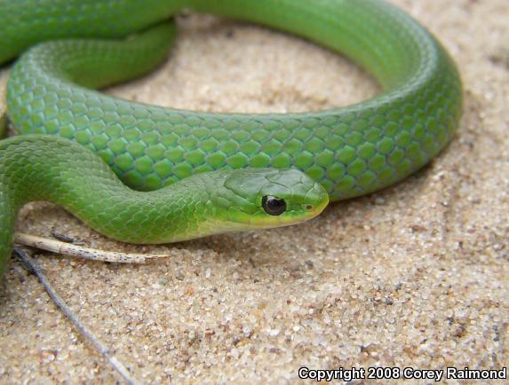 Smooth Greensnake (Opheodrys vernalis)