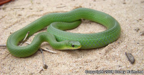 Smooth Greensnake (Opheodrys vernalis)