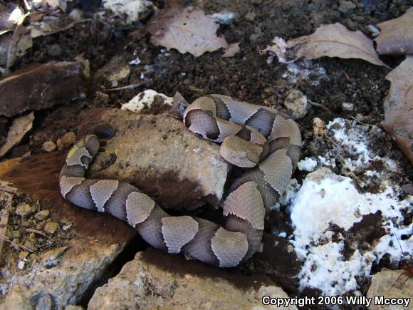 Osage Copperhead (Agkistrodon contortrix phaeogaster)