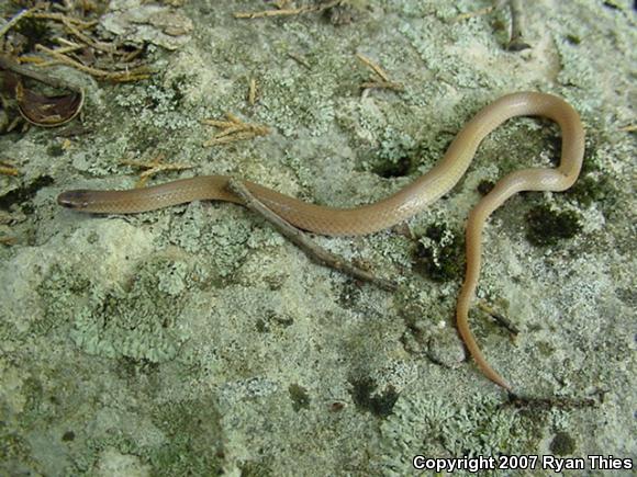 Flat-headed Snake (Tantilla gracilis)