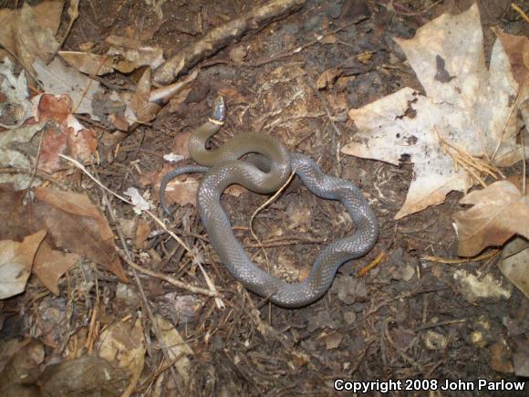 Prairie Ring-necked Snake (Diadophis punctatus arnyi)