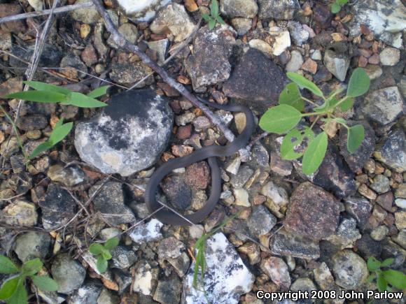 Prairie Ring-necked Snake (Diadophis punctatus arnyi)