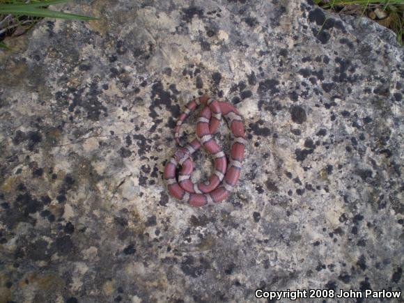 Red Milksnake (Lampropeltis triangulum syspila)