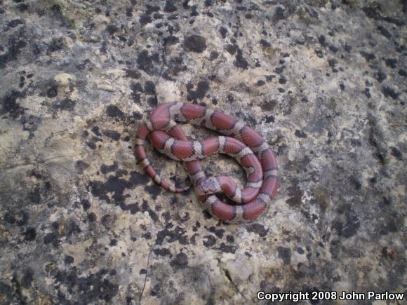 Red Milksnake (Lampropeltis triangulum syspila)