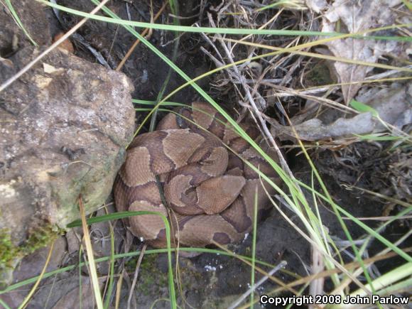 Osage Copperhead (Agkistrodon contortrix phaeogaster)