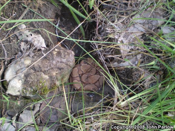 Osage Copperhead (Agkistrodon contortrix phaeogaster)