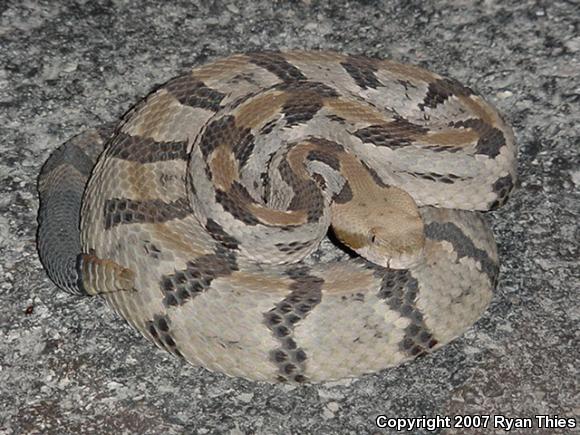 Timber Rattlesnake (Crotalus horridus)