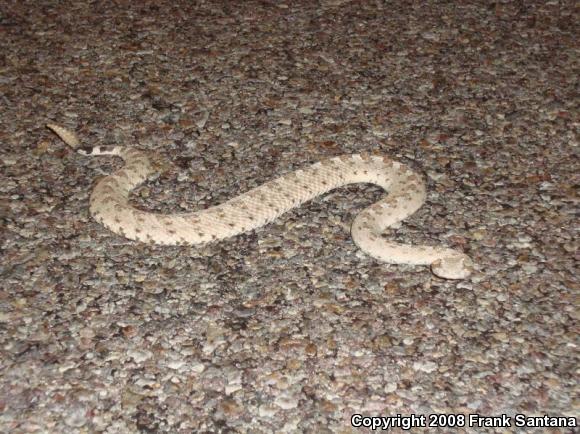 Colorado Desert Sidewinder (Crotalus cerastes laterorepens)