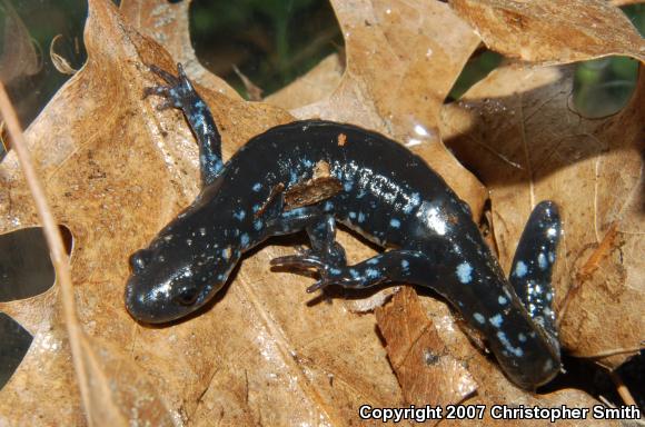 Blue-spotted Salamander (Ambystoma laterale)