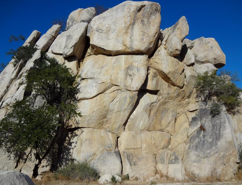 San Lucan Rock Lizard (Petrosaurus thalassinus)