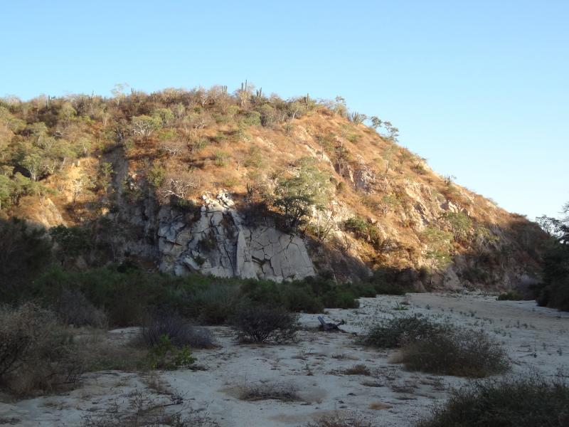 San Lucan Rock Lizard (Petrosaurus thalassinus)