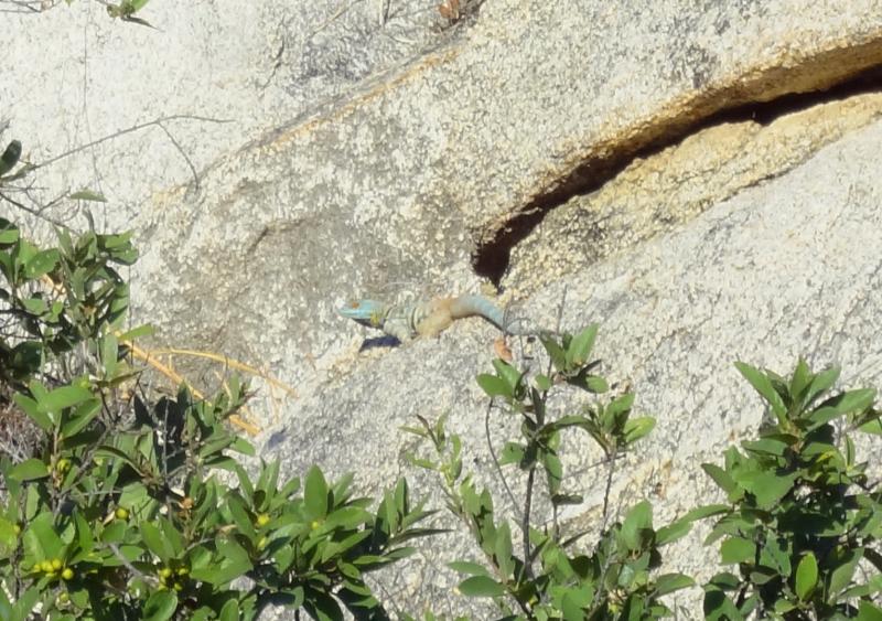 San Lucan Rock Lizard (Petrosaurus thalassinus)