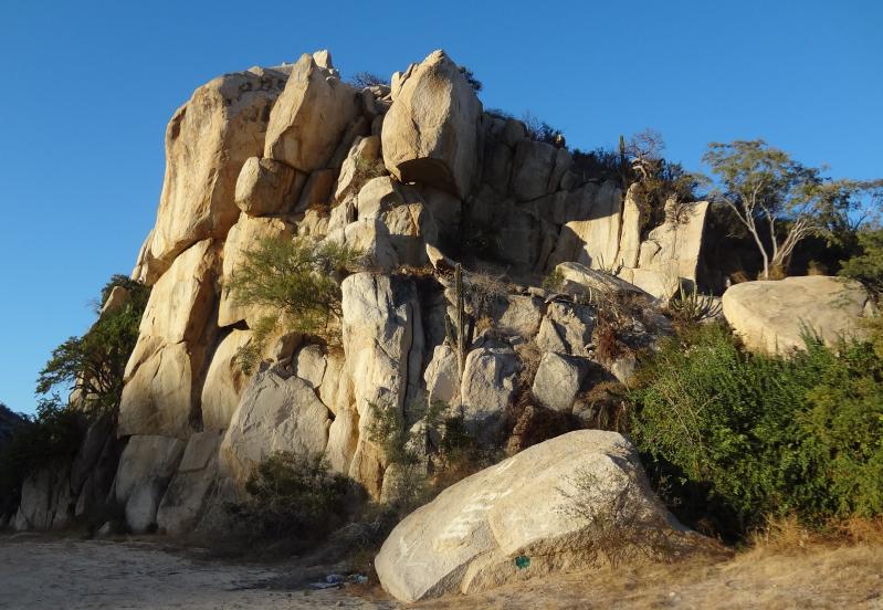 San Lucan Rock Lizard (Petrosaurus thalassinus)