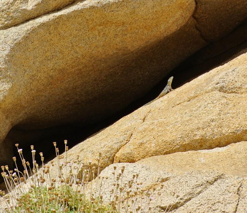 San Lucan Rock Lizard (Petrosaurus thalassinus)