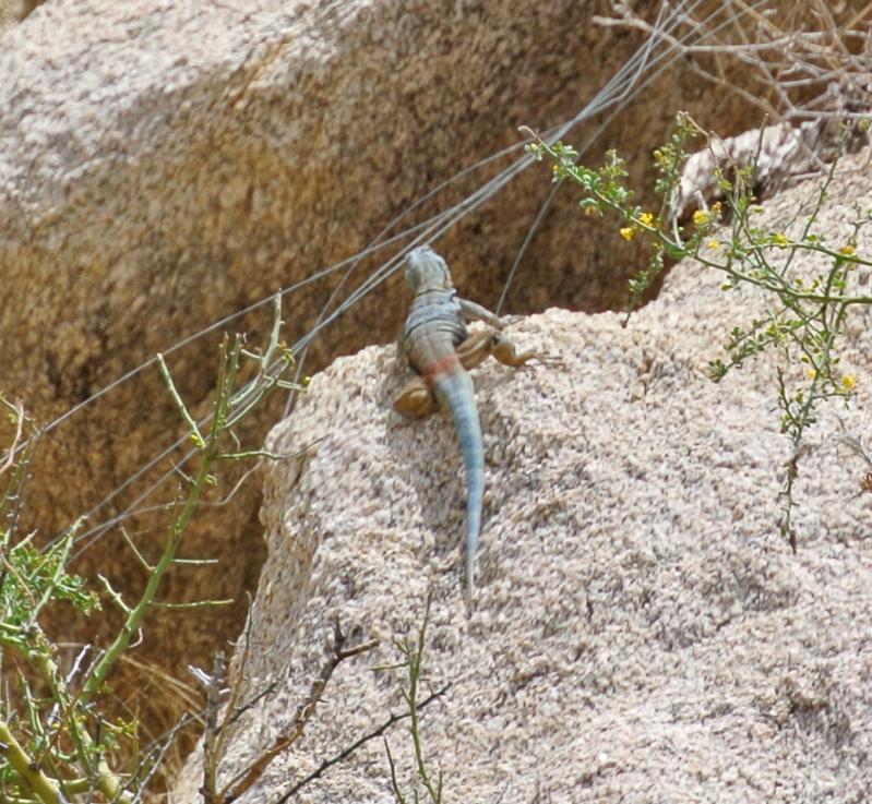 San Lucan Rock Lizard (Petrosaurus thalassinus)