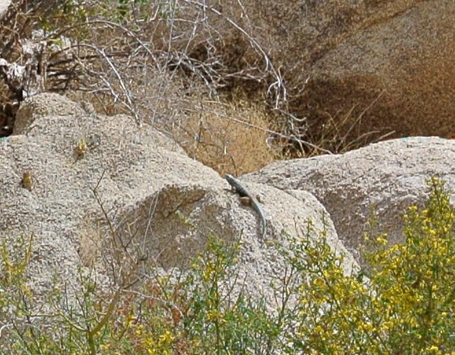San Lucan Rock Lizard (Petrosaurus thalassinus)