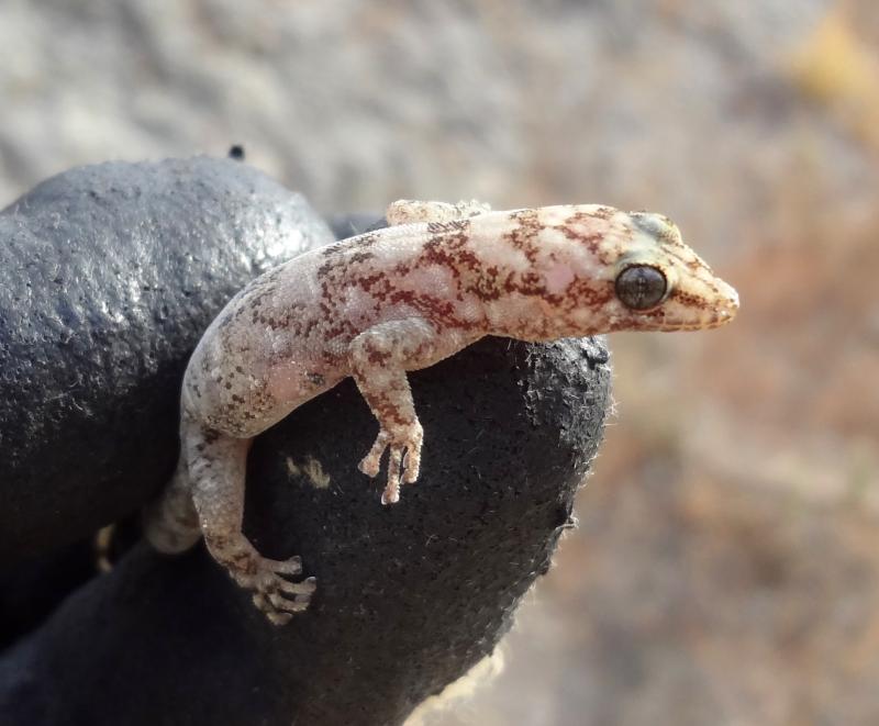 San Lucan Gecko (Phyllodactylus unctus)