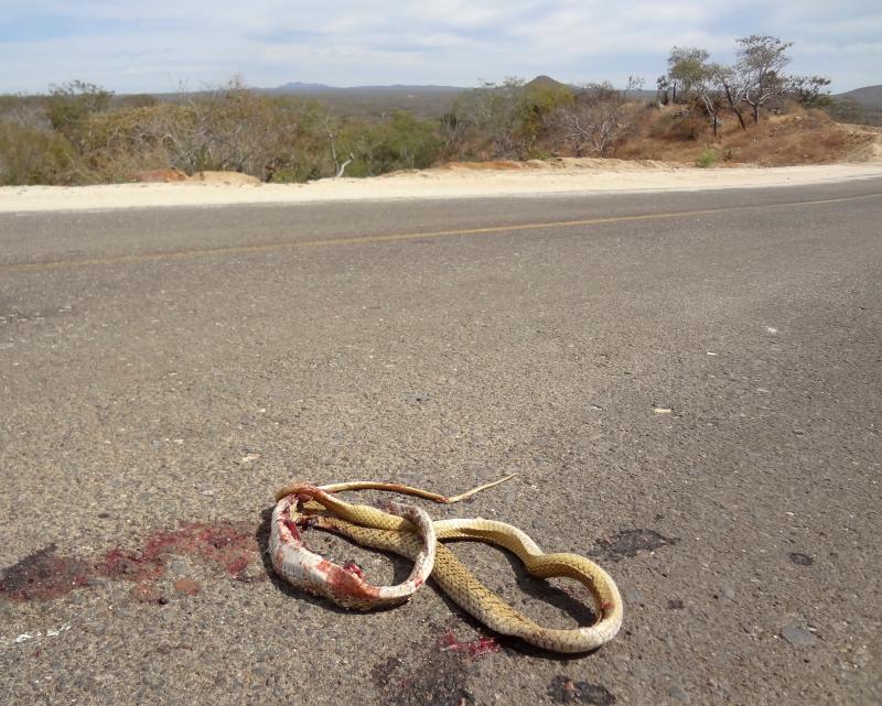 Baja California Coachwhip (Coluber fuliginosus)